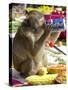 A Monkey Drinks Cola-null-Stretched Canvas