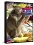 A Monkey Drinks Cola-null-Framed Stretched Canvas