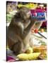 A Monkey Drinks Cola-null-Stretched Canvas