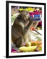 A Monkey Drinks Cola-null-Framed Premium Photographic Print