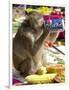 A Monkey Drinks Cola-null-Framed Photographic Print