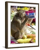 A Monkey Drinks Cola-null-Framed Photographic Print