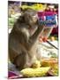 A Monkey Drinks Cola-null-Mounted Photographic Print