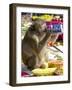 A Monkey Drinks Cola-null-Framed Photographic Print