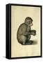 A Monkey-Albrecht Dürer-Framed Stretched Canvas