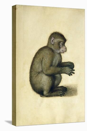 A Monkey-Albrecht Dürer-Stretched Canvas