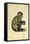 A Monkey-Albrecht Dürer-Framed Stretched Canvas