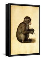 A Monkey-Albrecht Dürer-Framed Stretched Canvas