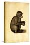 A Monkey-Albrecht Dürer-Stretched Canvas