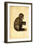 A Monkey-Albrecht Dürer-Framed Giclee Print