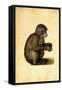 A Monkey-Albrecht Dürer-Framed Stretched Canvas