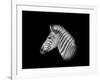 A Monochrome Side Profile Head Portrait of a Burchell's Zebra-Cathy Withers-Clarke-Framed Photographic Print