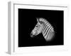 A Monochrome Side Profile Head Portrait of a Burchell's Zebra-Cathy Withers-Clarke-Framed Photographic Print