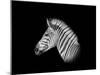 A Monochrome Side Profile Head Portrait of a Burchell's Zebra-Cathy Withers-Clarke-Mounted Photographic Print