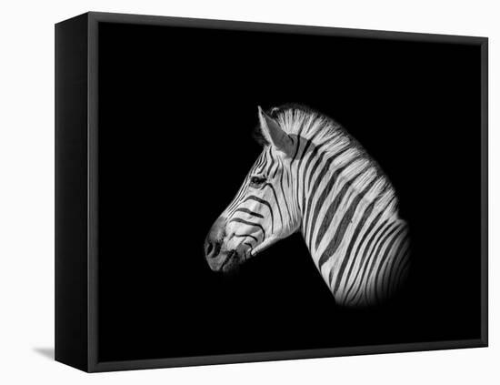 A Monochrome Side Profile Head Portrait of a Burchell's Zebra-Cathy Withers-Clarke-Framed Stretched Canvas