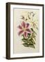 A Monograph of the Genus Lilium, Late 19th Century-Henry John Elwes-Framed Giclee Print