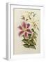 A Monograph of the Genus Lilium, Late 19th Century-Henry John Elwes-Framed Giclee Print