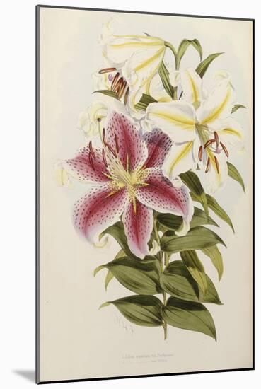 A Monograph of the Genus Lilium, Late 19th Century-Henry John Elwes-Mounted Giclee Print