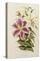 A Monograph of the Genus Lilium, Late 19th Century-Henry John Elwes-Stretched Canvas