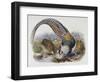 A Monograph of the Phasianidae or Family of Pheasants, 1872-Daniel Giraud Elliot-Framed Giclee Print