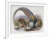 A Monograph of the Phasianidae or Family of Pheasants, 1872-Daniel Giraud Elliot-Framed Giclee Print