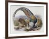 A Monograph of the Phasianidae or Family of Pheasants, 1872-Daniel Giraud Elliot-Framed Giclee Print