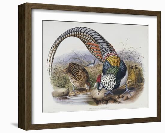 A Monograph of the Phasianidae or Family of Pheasants, 1872-Daniel Giraud Elliot-Framed Giclee Print