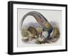 A Monograph of the Phasianidae or Family of Pheasants, 1872-Daniel Giraud Elliot-Framed Giclee Print