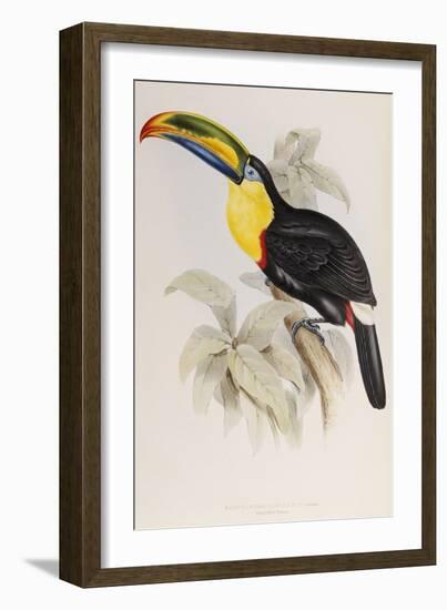 A Monograph of the Ramphastidae or Family of Toucans, 1834-John Gould-Framed Giclee Print
