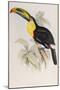 A Monograph of the Ramphastidae or Family of Toucans, 1834-John Gould-Mounted Giclee Print