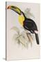 A Monograph of the Ramphastidae or Family of Toucans, 1834-John Gould-Stretched Canvas