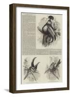 A Monograph of the Toucans, or Ramphastidae-null-Framed Giclee Print