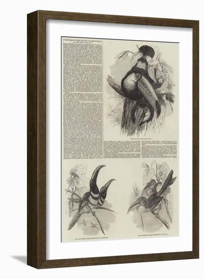 A Monograph of the Toucans, or Ramphastidae-null-Framed Giclee Print