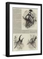 A Monograph of the Toucans, or Ramphastidae-null-Framed Giclee Print