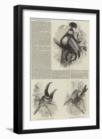 A Monograph of the Toucans, or Ramphastidae-null-Framed Giclee Print