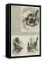 A Monograph of the Toucans or Ramphastidae-null-Framed Stretched Canvas