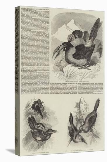 A Monograph of the Toucans or Ramphastidae-null-Stretched Canvas