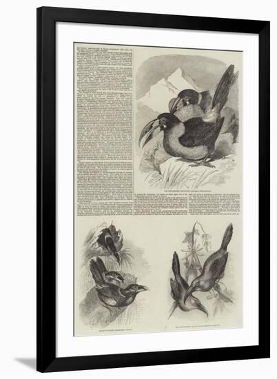 A Monograph of the Toucans or Ramphastidae-null-Framed Giclee Print