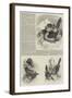 A Monograph of the Toucans or Ramphastidae-null-Framed Giclee Print