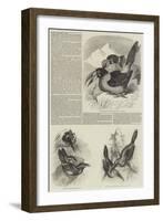 A Monograph of the Toucans or Ramphastidae-null-Framed Giclee Print