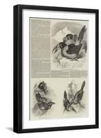 A Monograph of the Toucans or Ramphastidae-null-Framed Giclee Print