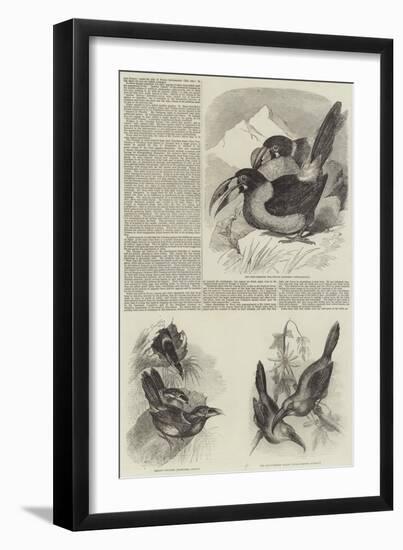 A Monograph of the Toucans or Ramphastidae-null-Framed Giclee Print