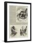 A Monograph of the Toucans or Ramphastidae-null-Framed Giclee Print