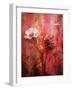 A Montage of Acre Flowers-Alaya Gadeh-Framed Photographic Print