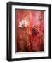 A Montage of Acre Flowers-Alaya Gadeh-Framed Photographic Print