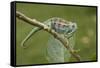 A Montane Side-Striped Chameleon in Kibale National Park, Uganda-Neil Losin-Framed Stretched Canvas