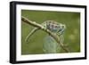 A Montane Side-Striped Chameleon in Kibale National Park, Uganda-Neil Losin-Framed Photographic Print