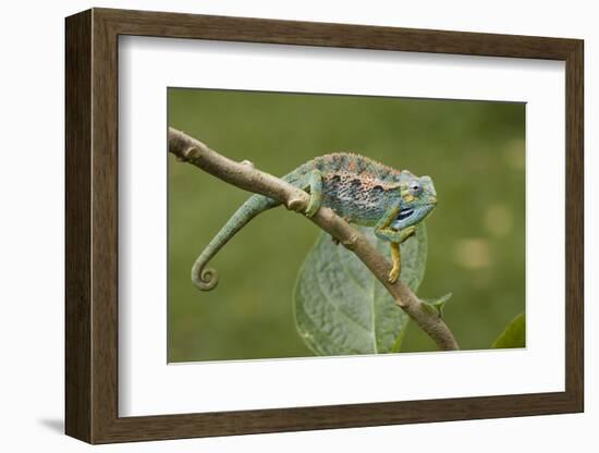 A Montane Side-Striped Chameleon in Kibale National Park, Uganda-Neil Losin-Framed Photographic Print