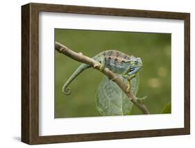 A Montane Side-Striped Chameleon in Kibale National Park, Uganda-Neil Losin-Framed Photographic Print