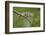 A Montane Side-Striped Chameleon in Kibale National Park, Uganda-Neil Losin-Framed Photographic Print